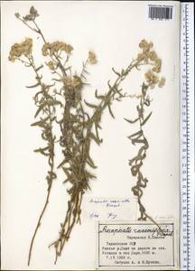 Anaphalis roseoalba Krasch., Middle Asia, Pamir & Pamiro-Alai (M2) (Tajikistan)
