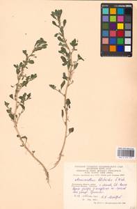 Amaranthus blitoides S. Watson, Eastern Europe, Moscow region (E4a) (Russia)