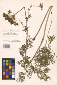 Thysselinum palustre (L.) Hoffm., Eastern Europe, Estonia (E2c) (Estonia)