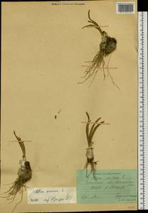 Allium senescens L., Siberia, Baikal & Transbaikal region (S4) (Russia)