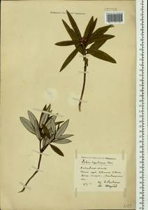 Rhododendron diversipilosum (Nakai) Harmaja, Siberia, Russian Far East (S6) (Russia)