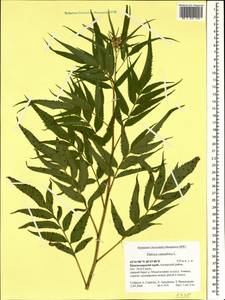 Datisca cannabina L., Caucasus, Krasnodar Krai & Adygea (K1a) (Russia)