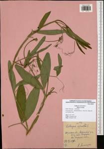 Lathyrus sylvestris L., Eastern Europe, Central region (E4) (Russia)