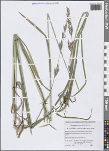 Bromus pumpellianus Scribn., Siberia, Chukotka & Kamchatka (S7) (Russia)