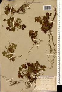 Potentilla micrantha Ramond ex DC., Caucasus, Georgia (K4) (Georgia)
