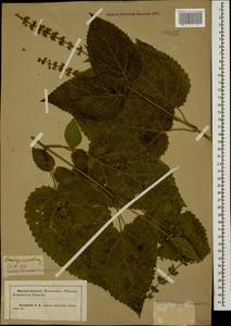 Stachys sylvatica L., Caucasus, Krasnodar Krai & Adygea (K1a) (Russia)