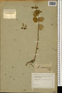 Marrubium astracanicum Jacq., Caucasus (no precise locality) (K0)