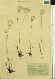Eriophorum scheuchzeri Hoppe, Siberia, Western Siberia (S1) (Russia)