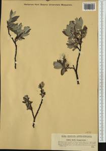 Salix lapponum L., Western Europe (EUR) (Czech Republic)