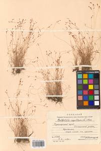 Bulbostylis densa (Wall.) Hand.-Mazz., Siberia, Russian Far East (S6) (Russia)