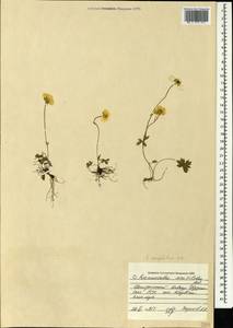 Ranunculus breyninus Crantz, Caucasus, Georgia (K4) (Georgia)