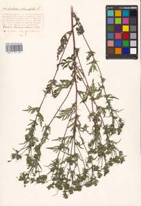 Ambrosia artemisiifolia L., Eastern Europe, Moscow region (E4a) (Russia)