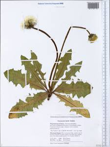 Taraxacum hjeltii (Dahlst.) Dahlst., Eastern Europe, Northern region (E1) (Russia)