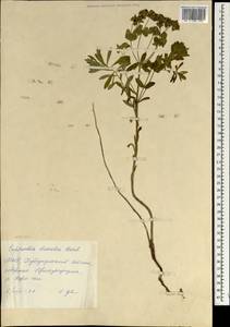 Euphorbia esula L., Mongolia (MONG) (Mongolia)