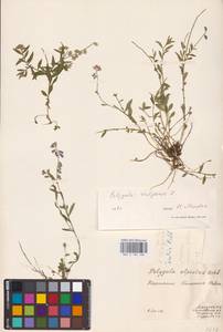 Polygala vulgaris L., Eastern Europe, West Ukrainian region (E13) (Ukraine)