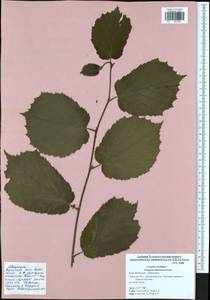 Corylus avellana L., Eastern Europe, Central region (E4) (Russia)