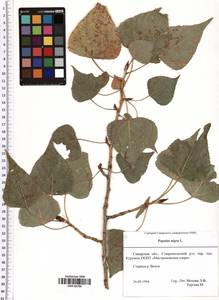 Populus nigra L., Eastern Europe, Middle Volga region (E8) (Russia)