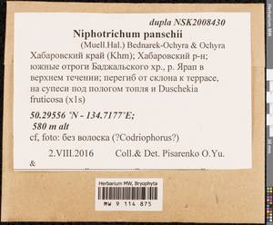 Niphotrichum panschii (Müll. Hal.) Bedn.-Ochyra & Ochyra, Bryophytes, Bryophytes - Russian Far East (excl. Chukotka & Kamchatka) (B20) (Russia)