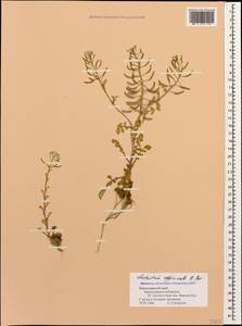 Nasturtium officinale W. T. Aiton, Caucasus, Black Sea Shore (from Novorossiysk to Adler) (K3) (Russia)
