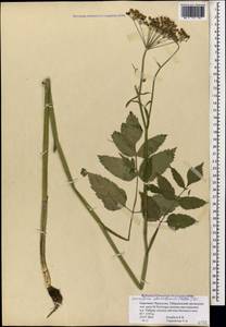 Heracleum chorodanum (Hoffm.) DC., Caucasus, Stavropol Krai, Karachay-Cherkessia & Kabardino-Balkaria (K1b) (Russia)