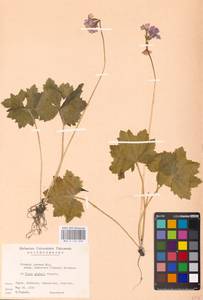 Primula jesoana Miq., South Asia, South Asia (Asia outside ex-Soviet states and Mongolia) (ASIA) (Japan)