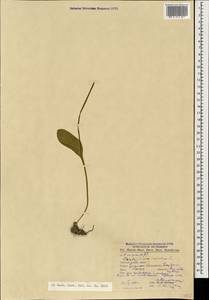 Ophioglossum vulgatum L., Caucasus, Black Sea Shore (from Novorossiysk to Adler) (K3) (Russia)