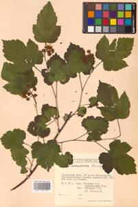 Rubus crataegifolius Bunge, Siberia, Russian Far East (S6) (Russia)