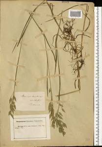Bromus secalinus L., Eastern Europe, Central forest-and-steppe region (E6) (Russia)