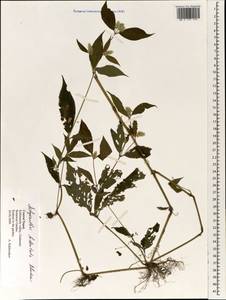 Achyranthes bidentata Blume, South Asia, South Asia (Asia outside ex-Soviet states and Mongolia) (ASIA) (Nepal)