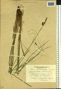 Carex middendorffii F.Schmidt, Siberia, Russian Far East (S6) (Russia)