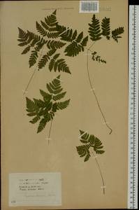 Gymnocarpium dryopteris (L.) Newman, Siberia, Baikal & Transbaikal region (S4) (Russia)