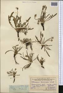 Taraxacum brevirostre Hand.-Mazz., Middle Asia, Pamir & Pamiro-Alai (M2)