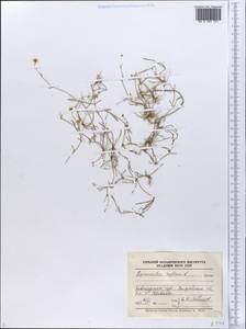 Ranunculus reptans L., Eastern Europe, North-Western region (E2) (Russia)