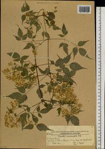 Clematis brevicaudata DC., Siberia, Russian Far East (S6) (Russia)