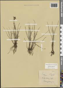 Carex, Caucasus, Armenia (K5) (Armenia)