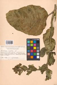 Nicotiana rustica L., Eastern Europe, Moscow region (E4a) (Russia)