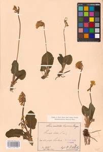 Primula elatior (L.) L., Western Europe (EUR) (Slovakia)