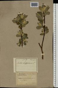 Salix caprea L., Eastern Europe, Northern region (E1) (Russia)