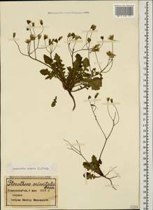 Crepis sancta subsp. sancta, Caucasus, Black Sea Shore (from Novorossiysk to Adler) (K3) (Russia)