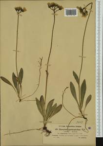 Pilosella floribunda (Wimm. & Grab.) Fr., Western Europe (EUR) (Finland)