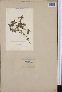Clinopodium graveolens subsp. rotundifolium (Pers.) Govaerts, Western Europe (EUR) (Switzerland)