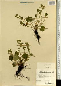 Alchemilla glaucescens Wallr., Eastern Europe, Central forest-and-steppe region (E6) (Russia)