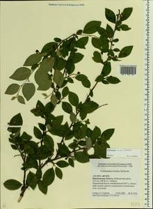Cotoneaster acutifolius Turcz., Eastern Europe, Central forest-and-steppe region (E6) (Russia)