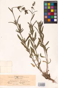 MHA 0 154 965, Stachys recta L., Eastern Europe, South Ukrainian region (E12) (Ukraine)