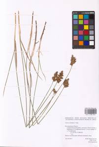 Carex colchica J.Gay, Eastern Europe, Central forest-and-steppe region (E6) (Russia)