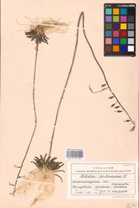 Lobelia dortmanna L., Eastern Europe, North-Western region (E2) (Russia)