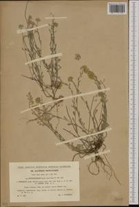 Alyssum montanum L., Western Europe (EUR) (Czech Republic)