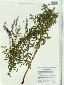 Hedysarum alpinum L., Siberia, Baikal & Transbaikal region (S4) (Russia)