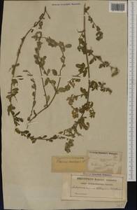 Ononis spinosa subsp. hircina (Jacq.)Gams, Western Europe (EUR) (Sweden)