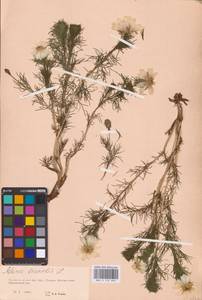 Adonis vernalis L., Eastern Europe, Eastern region (E10) (Russia)